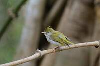 Yuhina à ventre blanc