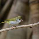 Yuhina à ventre blanc