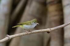 Yuhina à ventre blanc