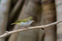 Yuhina à ventre blanc