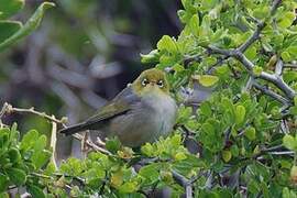 Silvereye