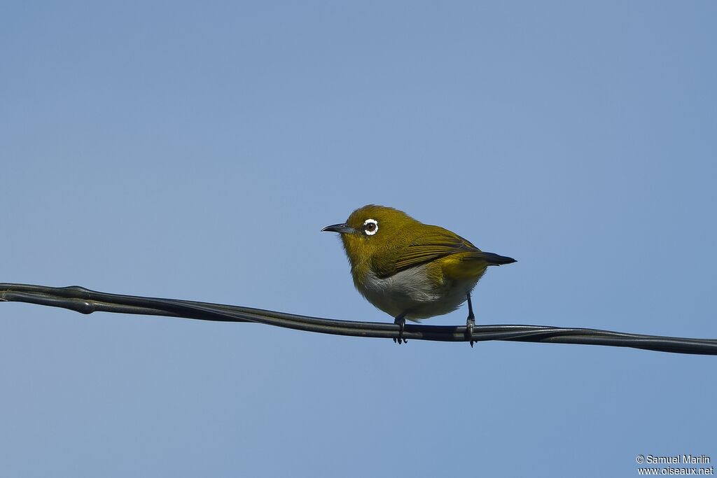 Sri Lanka White-eyeadult