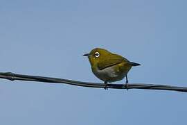 Sri Lanka White-eye