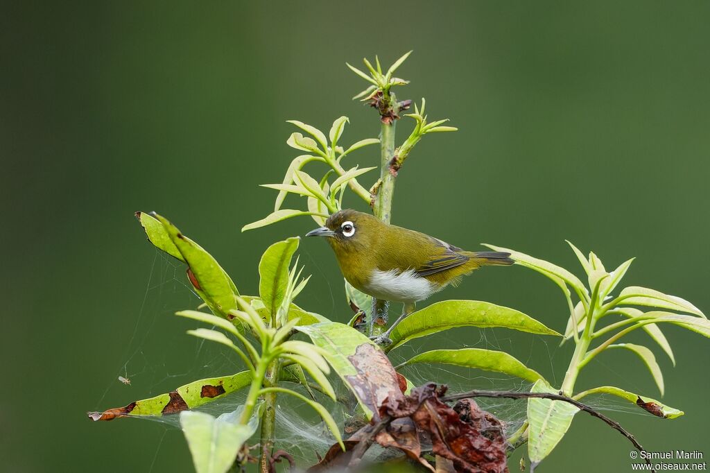 Sri Lanka White-eyeadult