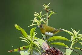 Sri Lanka White-eye