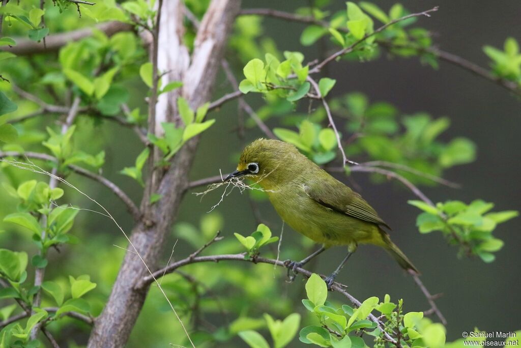 Cape White-eyeadult