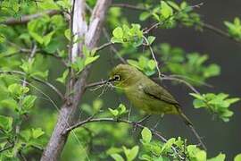 Cape White-eye