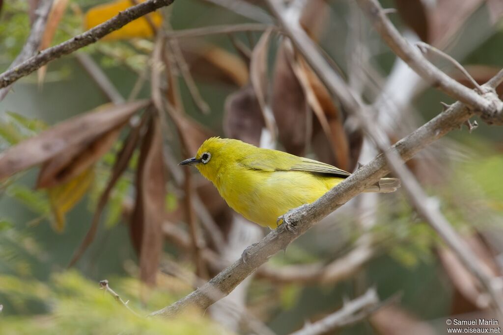 Northern Yellow White-eyeadult, identification