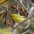 Zostérops jaune
