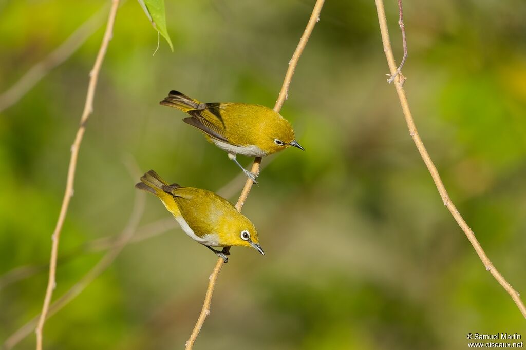 Indian White-eyeadult