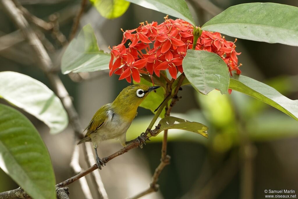 Indian White-eyeadult