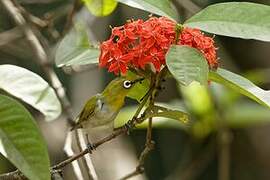 Indian White-eye