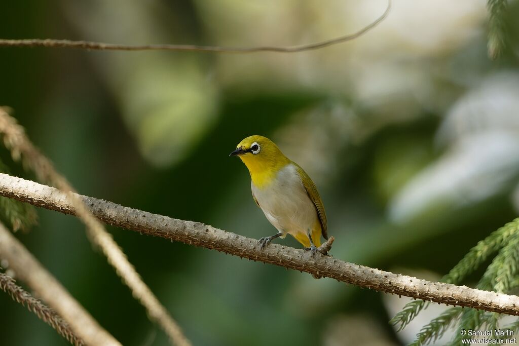 Indian White-eyeadult