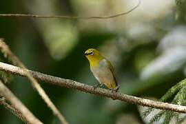 Indian White-eye