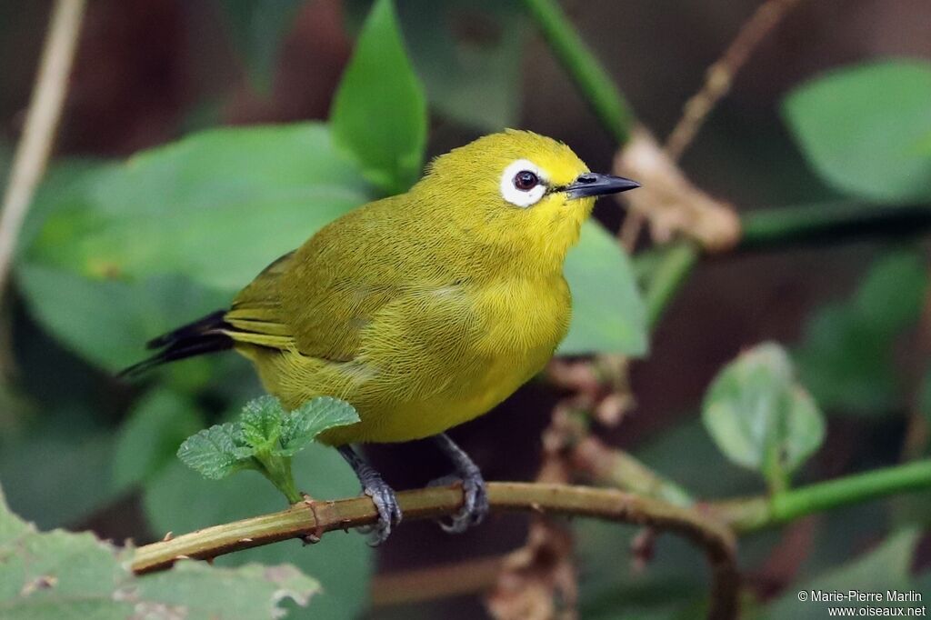 Green White-eyeadult, identification