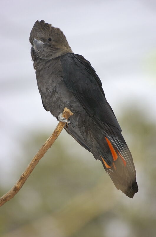 Glossy Black Cockatoo