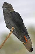 Glossy Black Cockatoo