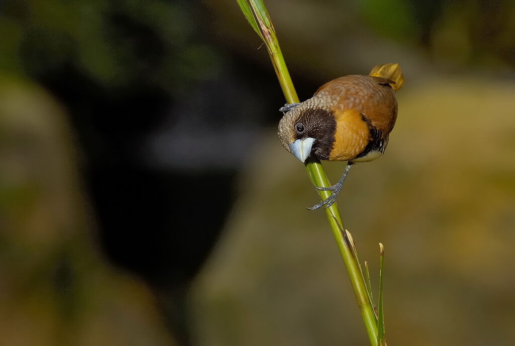 Chestnut-breasted Mannikin