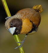 Chestnut-breasted Mannikin