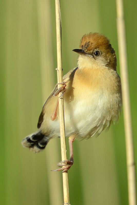 Cisticole à couronne dorée