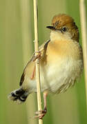 Golden-headed Cisticola