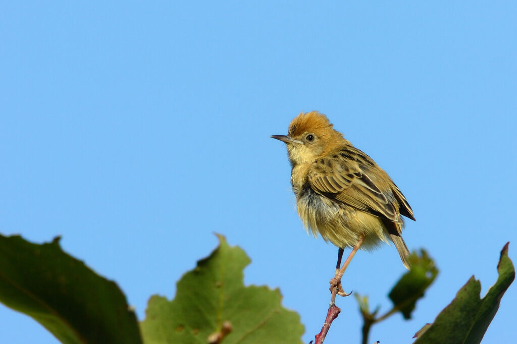 Cisticole à couronne dorée