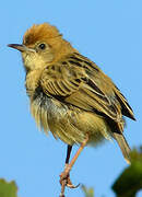 Golden-headed Cisticola