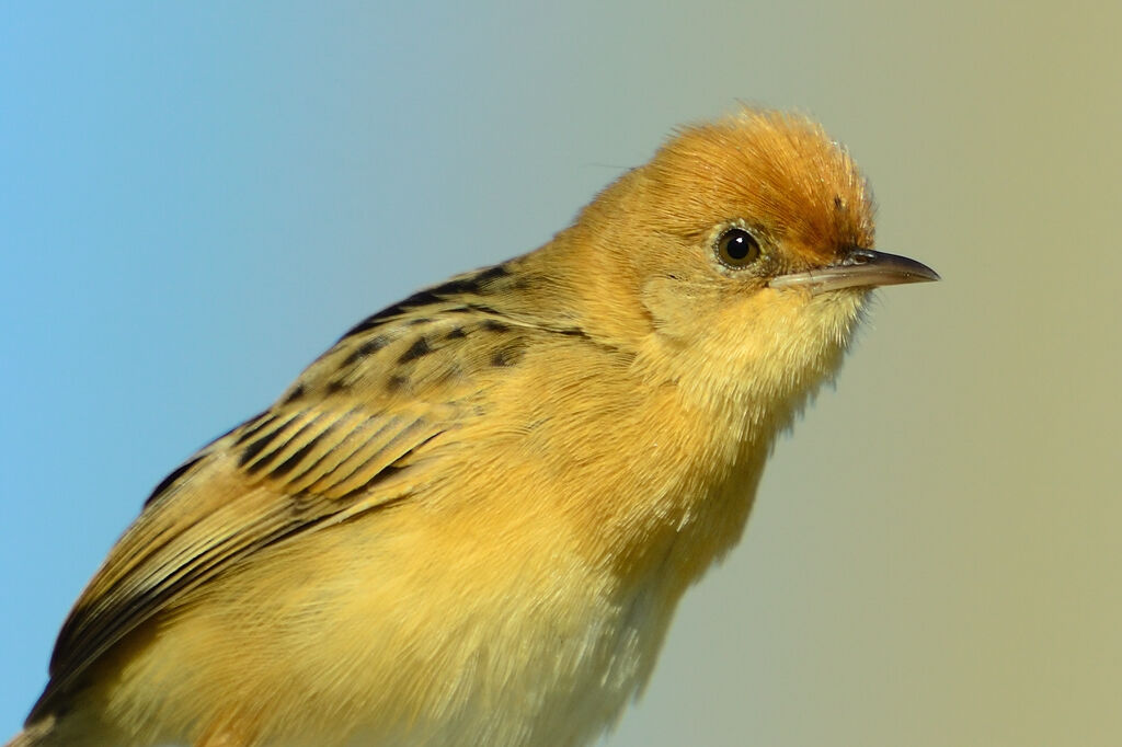 Cisticole à couronne dorée