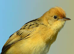 Golden-headed Cisticola