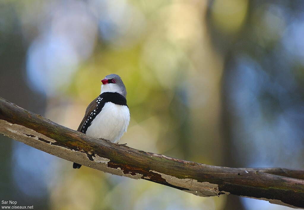 Diamond Firetailadult, close-up portrait