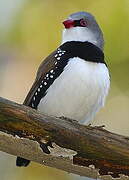 Diamond Firetail