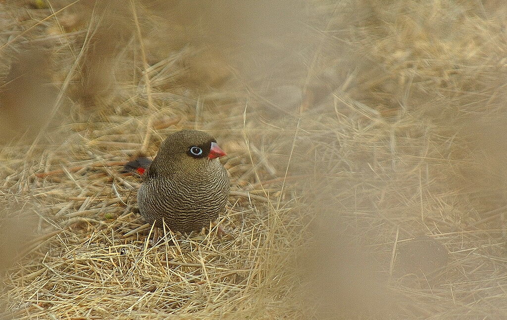 Beautiful Firetail