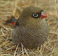 Beautiful Firetail