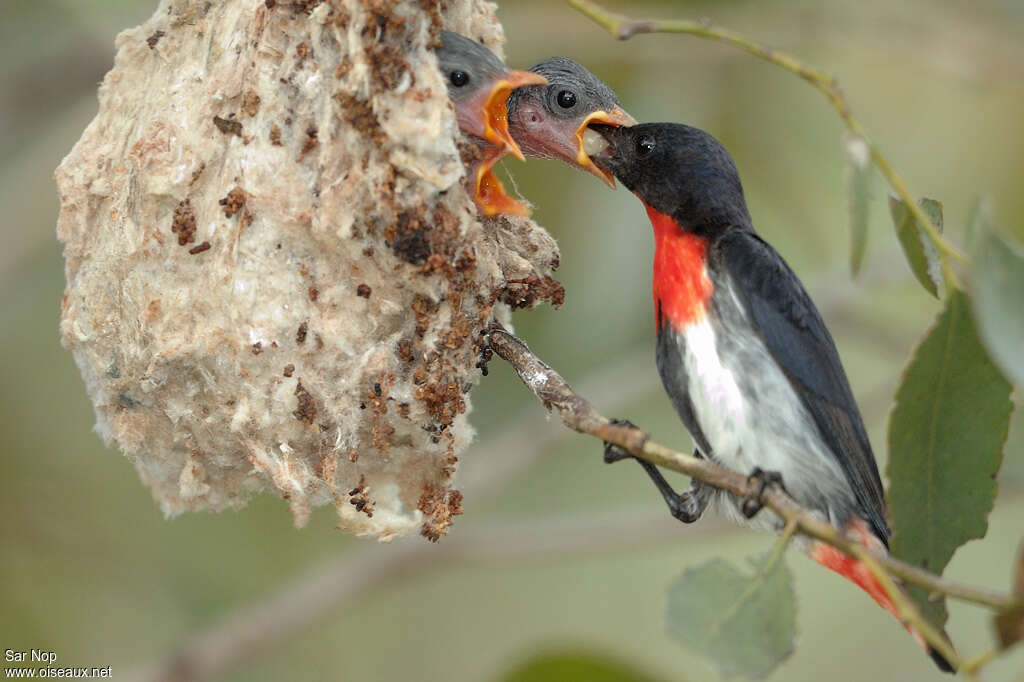 Dicée hirondelle, Nidification