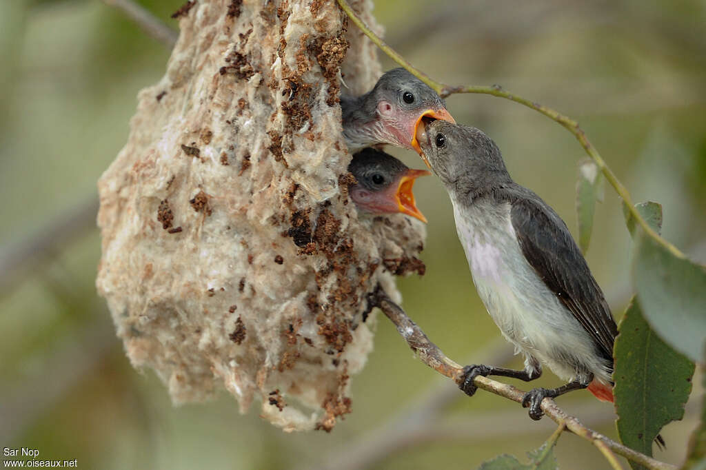 Dicée hirondelle femelle, Nidification