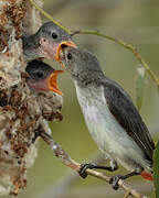 Mistletoebird