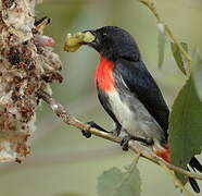 Mistletoebird