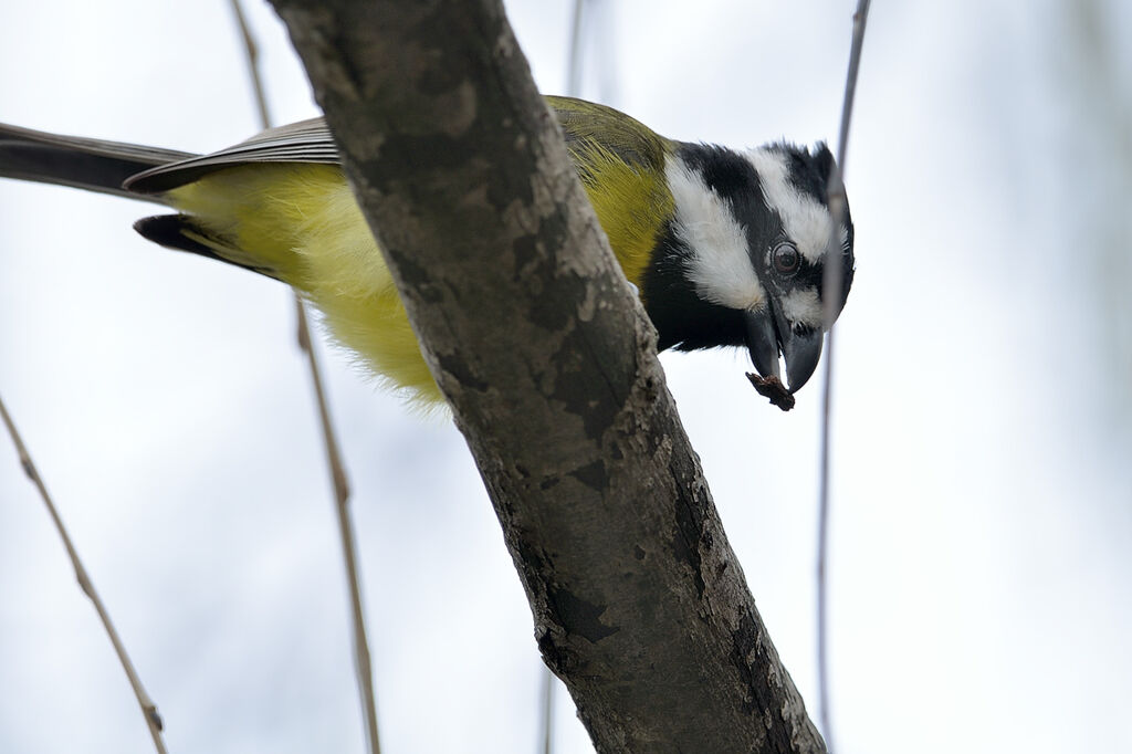 Eastern Shriketit