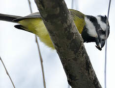 Crested Shriketit