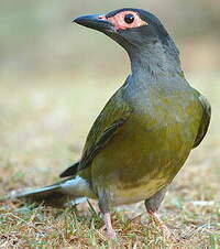 Sphécothère de Vieillot