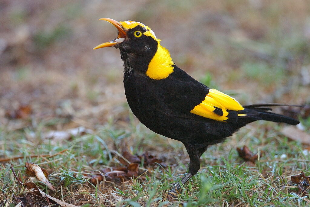 Regent Bowerbird male immature