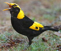 Regent Bowerbird