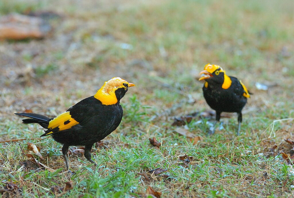 Regent Bowerbird