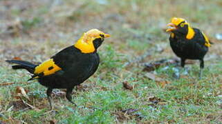 Regent Bowerbird