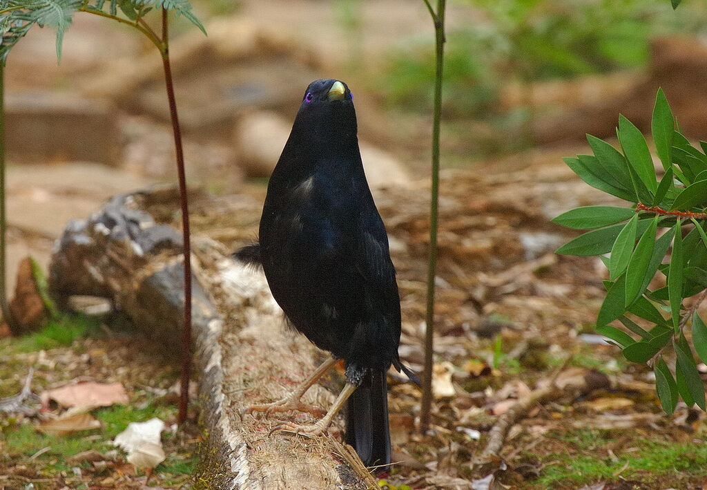 Satin Bowerbird male adult