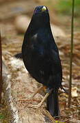 Satin Bowerbird