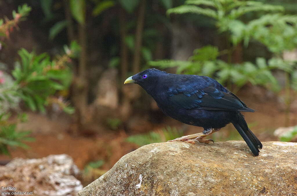 Satin Bowerbird male adult, identification