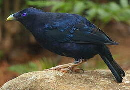 Satin Bowerbird