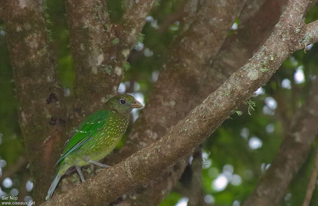 Jardinier vert