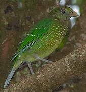 Green Catbird